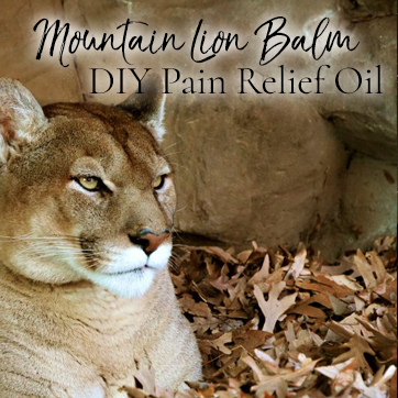 DIY Pain Relief Oil or Mountain Lion Balm by WildHemlock.com