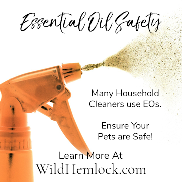 Orange cleaners contain essential oils. Are you using them safely? Learn more at WildHemlock.Com