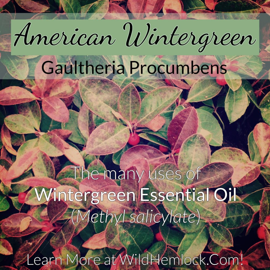 American Wintergreen or Teaberry or Mountain Tea - Learn more about Gaultheria Procumbens and more at WildHemlock.Com