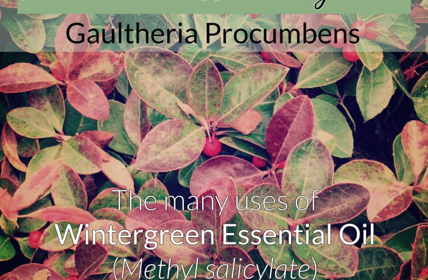 American Wintergreen – Gaultheria Procumbens