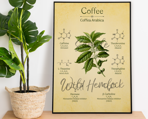 Coffee Botanical Illustration Caffeine Chemistry Art Print
