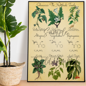 Deadly Nightshades Solanaceae Family Botanical Illustration and Chemistry. Belladonna, Mandrake, Datura, Angel's Trumpet, Bittersweet Nightshade