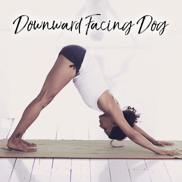 Learn more about Downward Facing Dog at WildHemlock.com