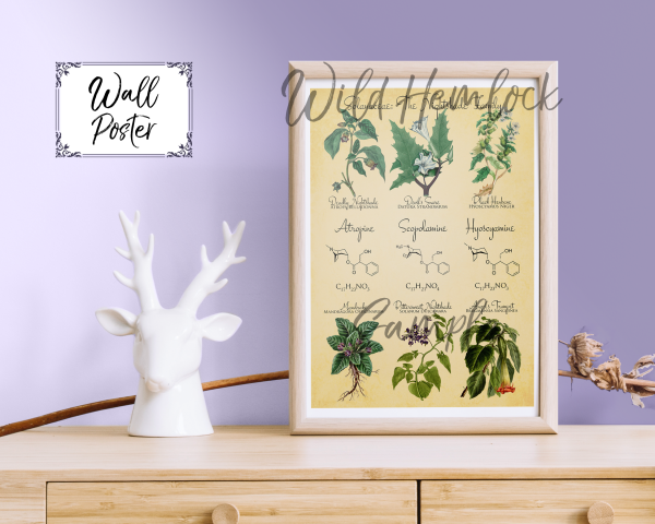 Deadly Nightshades Solanaceae Family Botanical Illustration and Chemistry. Belladonna, Mandrake, Datura, and more.