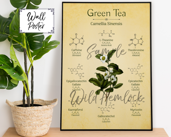 Green Tea Botanical Illustration Chemistry Science Boho Art Print