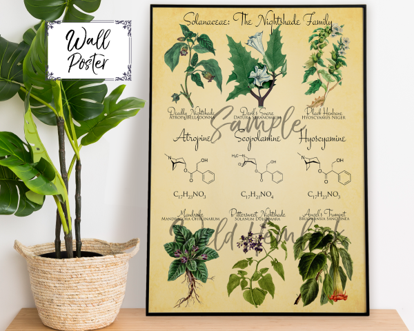 Deadly Nightshades Solanaceae Family Botanical Illustration and Chemistry. Belladonna, Mandrake, Datura, and more.