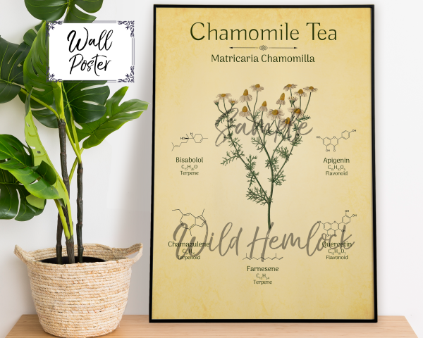 Chamomile Tea Herb Botanical Illustration Herbal Chemistry Vintage Art Print