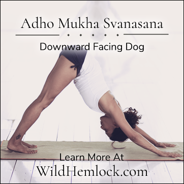 Downward Facing Dog. Learn more at WildHemlock.Com
