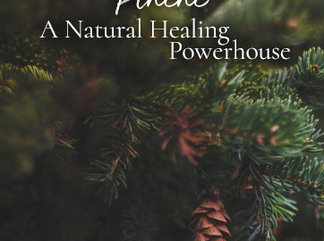 Pinene a Natural Healing Powerhouse for your herbal remedies. Learn more at WildHemlock.Com
