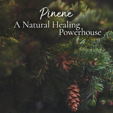 Pinene a Natural Healing Powerhouse for your herbal remedies. Learn more at WildHemlock.Com
