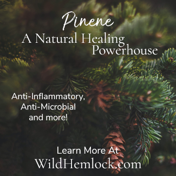 Pinene is a natural healing powerhouse. Learn more at WildHemlock.com