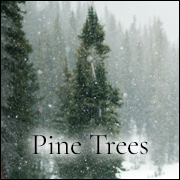 Pine Trees. Learn more about Pine Trees at WildHemlock.Com