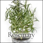 Rosemary. Learn more about Rosemary at WildHemlock.Com