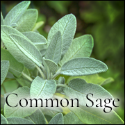 Sage. Learn more about common Sage at WildHemlock.Com