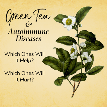 Green Tea and Autoimmune Disease - Which Ones Will It Help, and Which Ones Will It Hurt? Learn more at WildHemlock.com