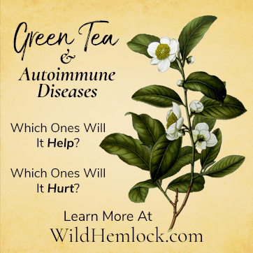 Green Tea and Autoimmune Disease - Which Ones Will It Help, and Which Ones Will It Hurt? Learn more at WildHemlock.com